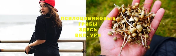 трава Арсеньев